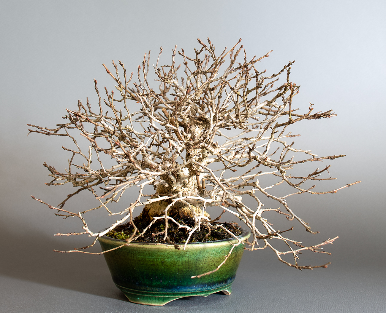 イワシデ-H1（いわしで・岩四手）雑木盆栽を左側から見た景色・Carpinus turczaninovii Hance bonsai