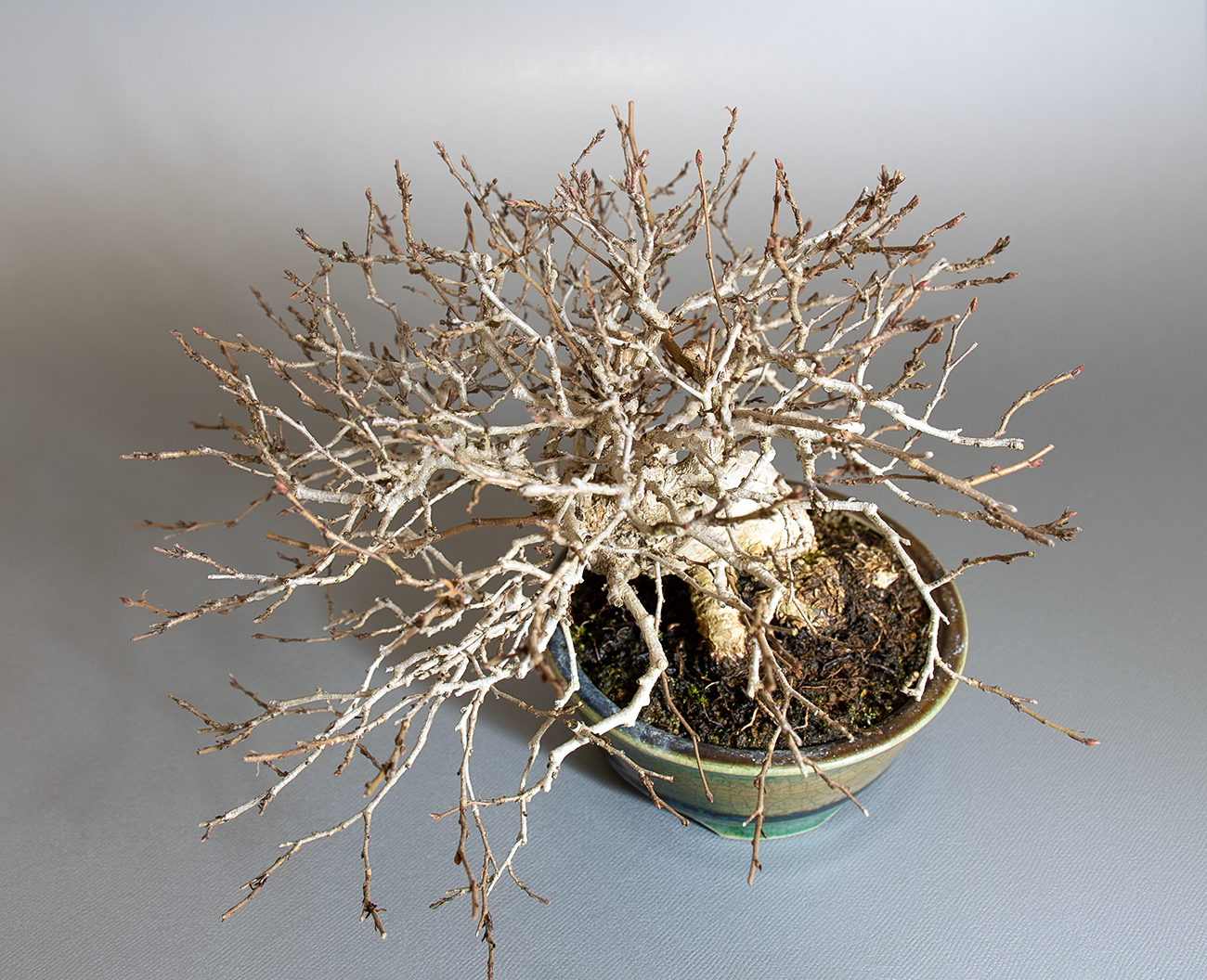 イワシデ-H1（いわしで・岩四手）雑木盆栽を上側から見た景色・Carpinus turczaninovii Hance bonsai