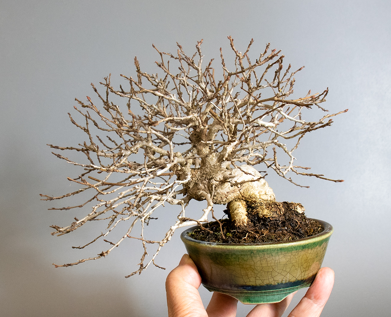 イワシデ-H1（いわしで・岩四手）雑木盆栽の手乗りの景色・Carpinus turczaninovii Hance bonsai