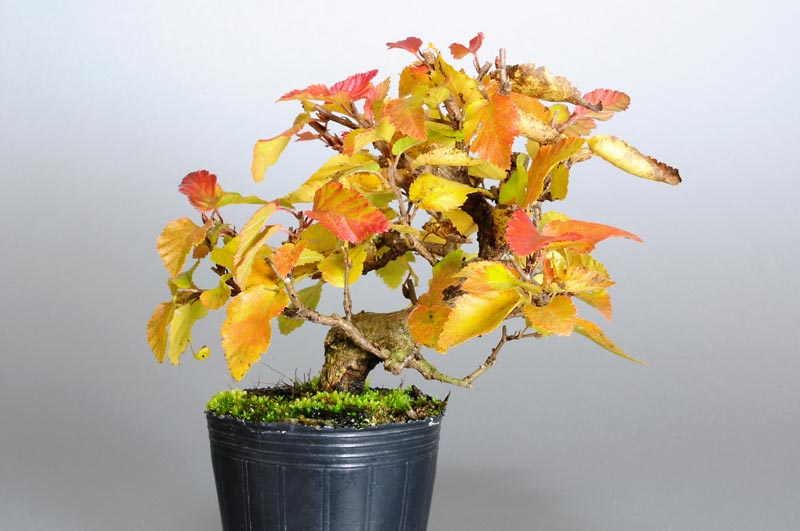 イワシデ-K1-1（いわしで・岩四手）雑木盆栽の販売と育て方・作り方・Carpinus turczaninovii Hance bonsai
