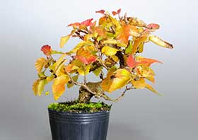 イワシデ-K1-1（いわしで・岩四手）雑木盆栽の成長記録-1・Carpinus turczaninovii Hance bonsai