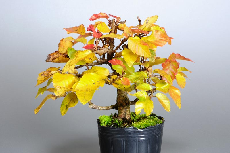 イワシデ-K1-1（いわしで・岩四手）雑木盆栽を左側から見た景色・Carpinus turczaninovii Hance bonsai