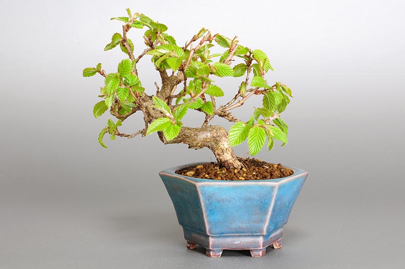イワシデ-K1（いわしで・岩四手）雑木盆栽の販売と育て方・作り方・Carpinus turczaninovii Hance bonsai