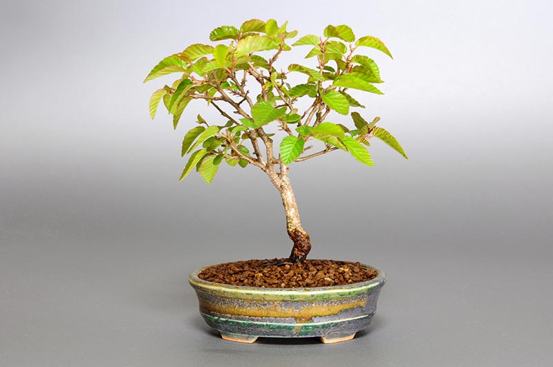 イワシデ-L1（いわしで・岩四手）雑木盆栽の販売と育て方・作り方・Carpinus turczaninovii Hance bonsai