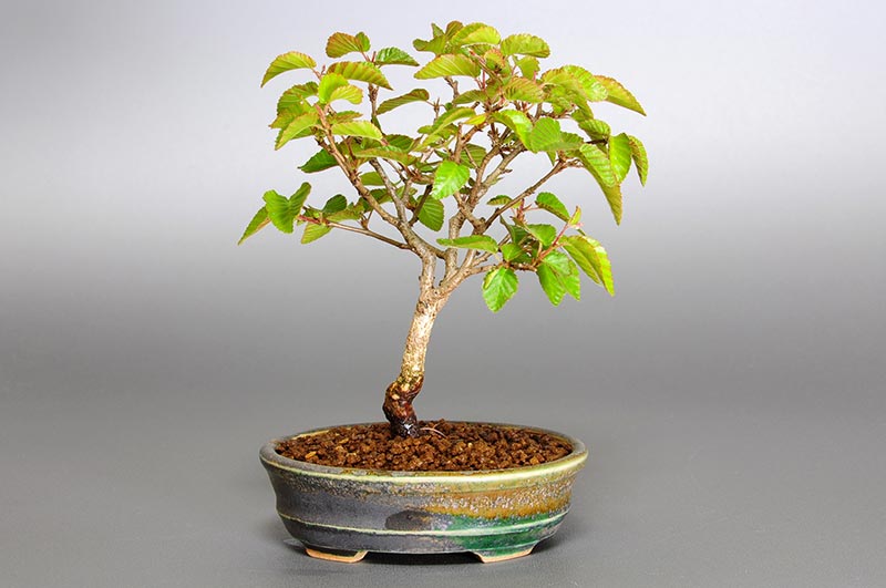 イワシデ-L1（いわしで・岩四手）雑木盆栽を裏側から見た景色・Carpinus turczaninovii Hance bonsai