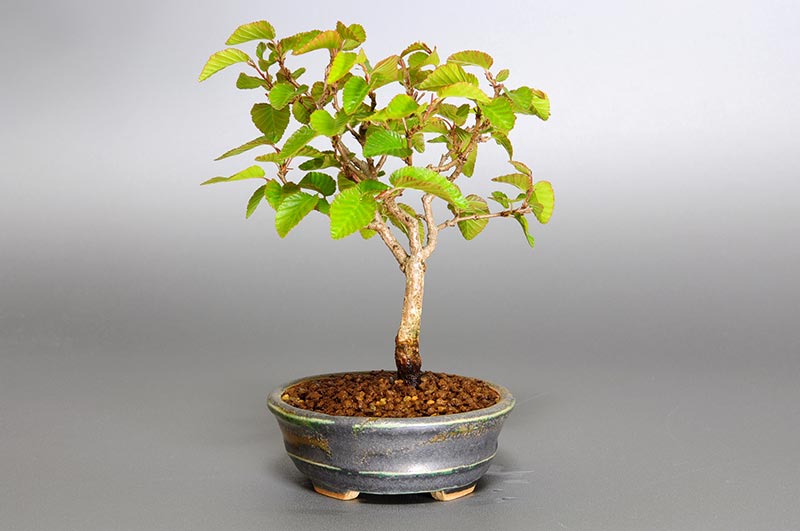 イワシデ-L1（いわしで・岩四手）雑木盆栽を右側から見た景色・Carpinus turczaninovii Hance bonsai