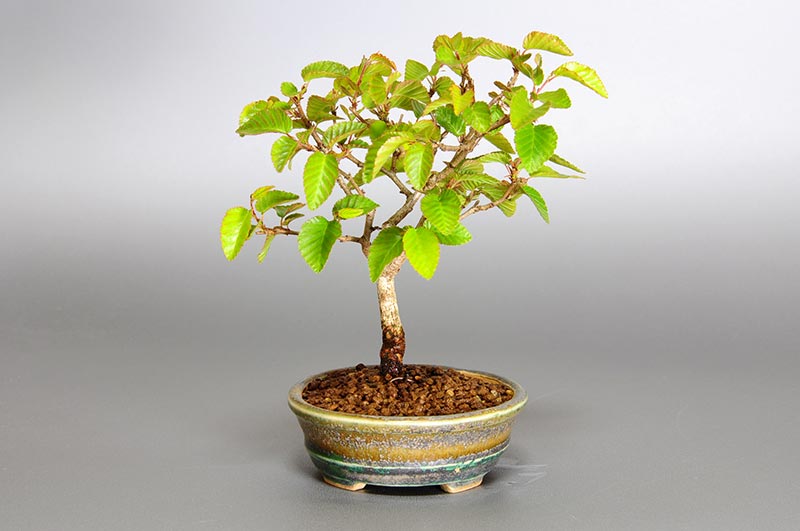 イワシデ-L1（いわしで・岩四手）雑木盆栽を左側から見た景色・Carpinus turczaninovii Hance bonsai