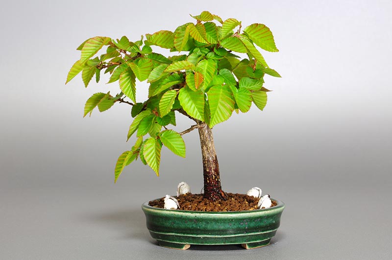 イワシデ-M1-1（いわしで・岩四手）雑木盆栽の販売と育て方・作り方・Carpinus turczaninovii Hance bonsai