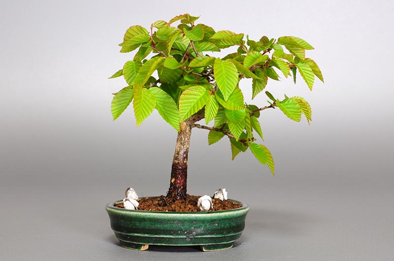 イワシデ-M1-1（いわしで・岩四手）雑木盆栽を裏側から見た景色・Carpinus turczaninovii Hance bonsai