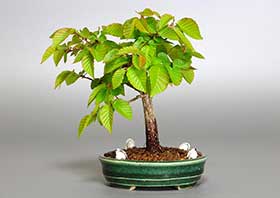 イワシデ-M1-1（いわしで・岩四手）雑木盆栽の成長記録-1・Carpinus turczaninovii Hance bonsai