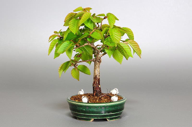 イワシデ-M1-1（いわしで・岩四手）雑木盆栽を右側から見た景色・Carpinus turczaninovii Hance bonsai