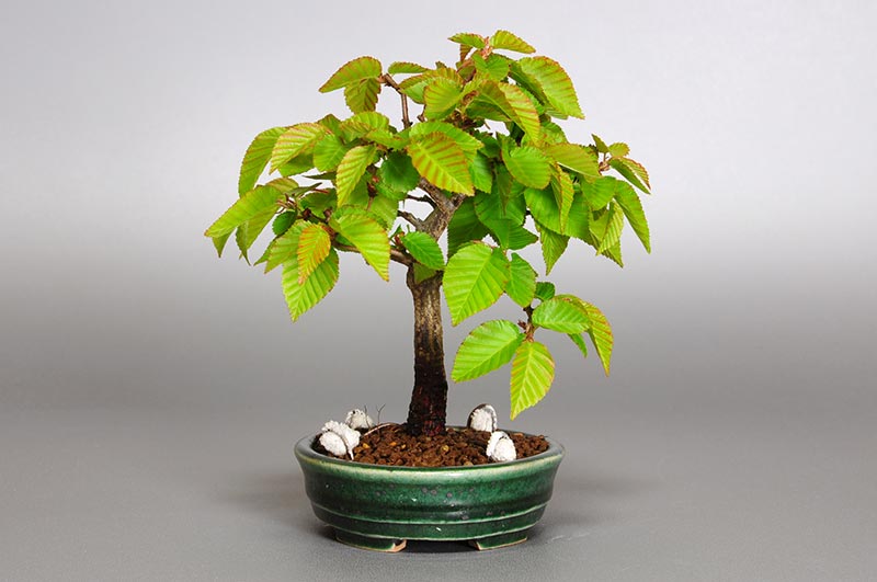 イワシデ-M1-1（いわしで・岩四手）雑木盆栽を左側から見た景色・Carpinus turczaninovii Hance bonsai