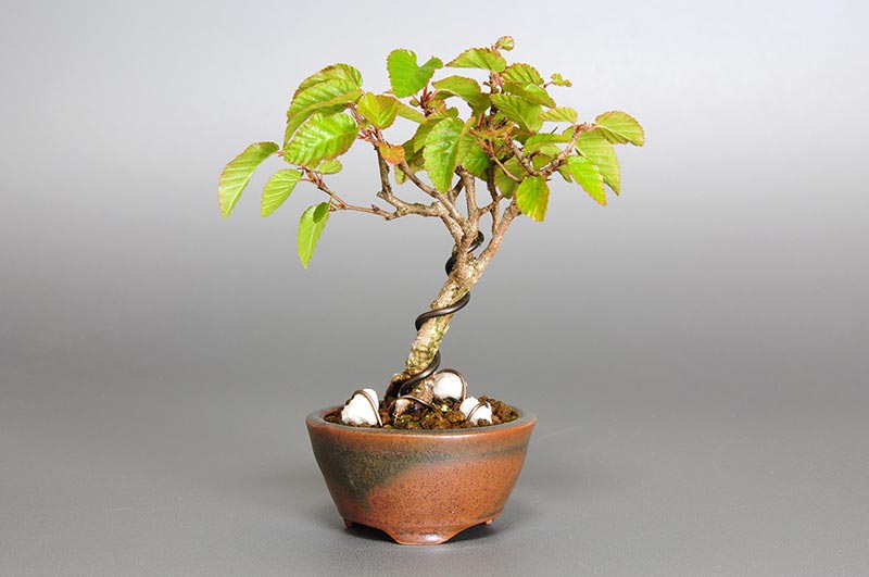 イワシデ-N1（いわしで・岩四手）雑木盆栽の販売と育て方・作り方・Carpinus turczaninovii Hance bonsai