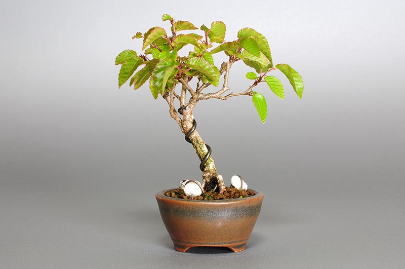 イワシデ-N1（いわしで・岩四手）雑木盆栽を裏側から見た景色・Carpinus turczaninovii Hance bonsai