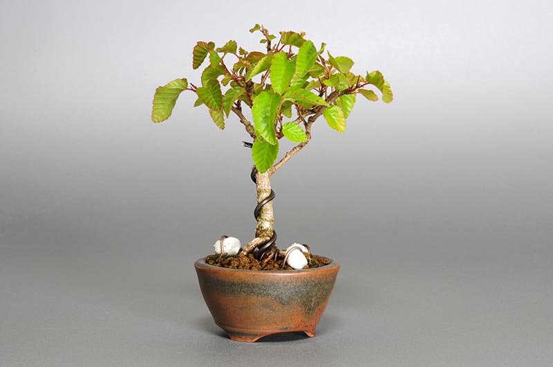 イワシデ-N1（いわしで・岩四手）雑木盆栽を左側から見た景色・Carpinus turczaninovii Hance bonsai