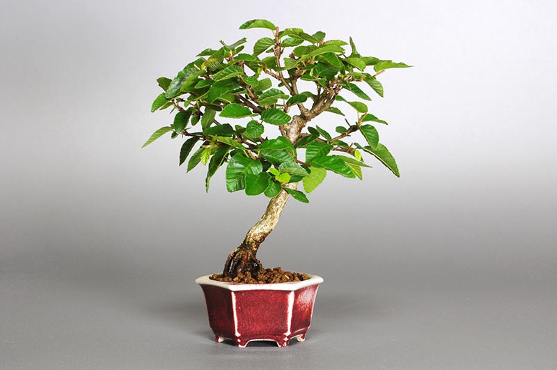 イワシデ-O1（いわしで・岩四手）雑木盆栽の販売と育て方・作り方・Carpinus turczaninovii Hance bonsai
