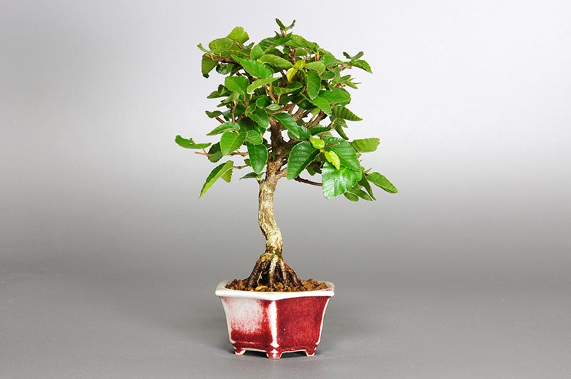 イワシデ-O1（いわしで・岩四手）雑木盆栽を左側から見た景色・Carpinus turczaninovii Hance bonsai