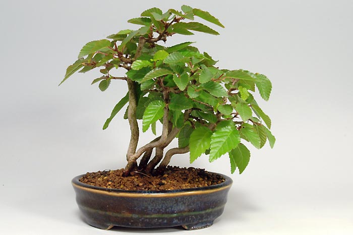 イワシデQ（いわしで・岩四手）雑木盆栽の販売と育て方・作り方・Carpinus turczaninovii Hance bonsai