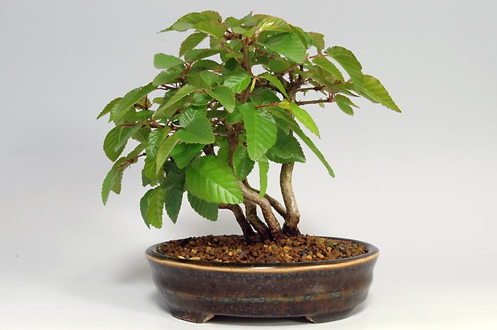 イワシデQ（いわしで・岩四手）雑木盆栽を裏側から見た景色・Carpinus turczaninovii Hance bonsai