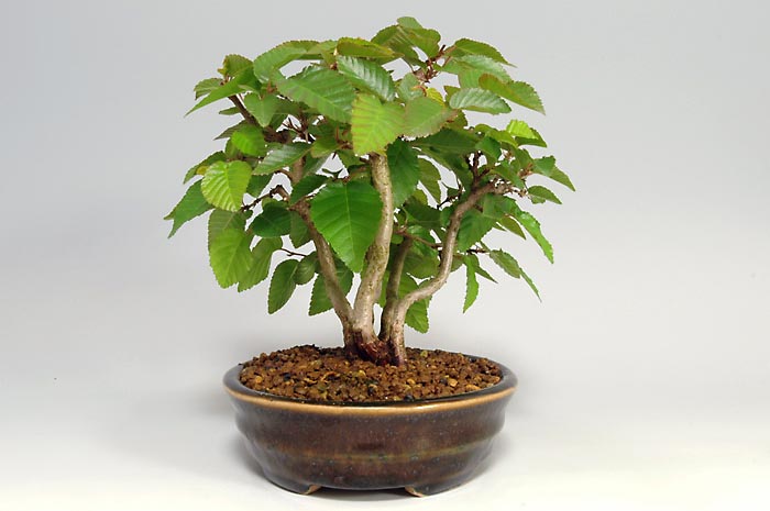 イワシデQ（いわしで・岩四手）雑木盆栽を左側から見た景色・Carpinus turczaninovii Hance bonsai