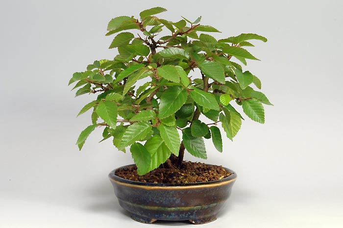 イワシデQ（いわしで・岩四手）雑木盆栽を右側から見た景色・Carpinus turczaninovii Hance bonsai