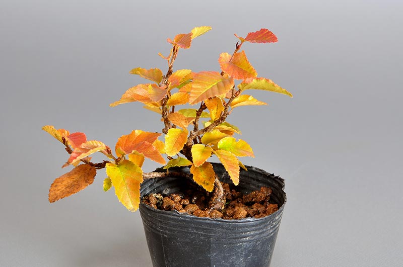 イワシデ-Q1（いわしで・岩四手）雑木盆栽の販売と育て方・作り方・Carpinus turczaninovii Hance bonsai