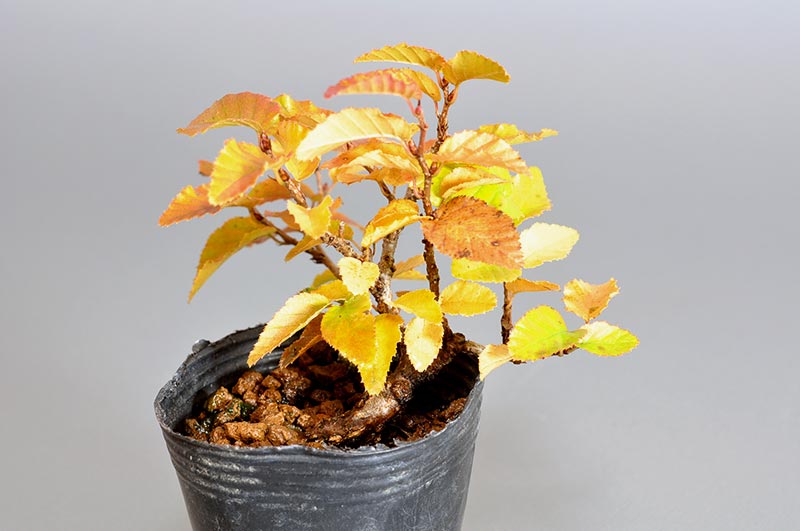 イワシデ-Q1（いわしで・岩四手）雑木盆栽を右側から見た景色・Carpinus turczaninovii Hance bonsai