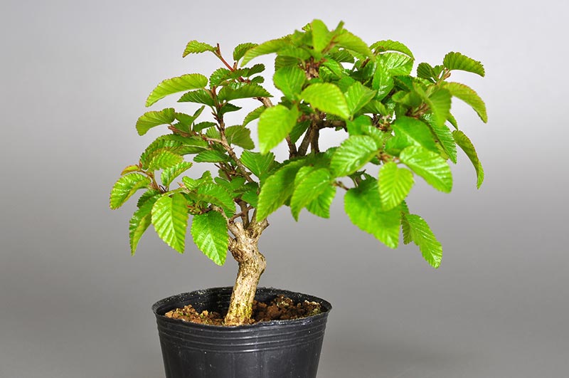 イワシデ-S1（いわしで・岩四手）雑木盆栽の販売と育て方・作り方・Carpinus turczaninovii Hance bonsai