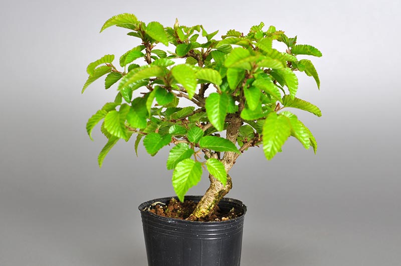 ミニ盆栽・イワシデ-S1（いわしで・岩四手）雑木盆栽を右側から見た景色・Carpinus turczaninovii Hance bonsai