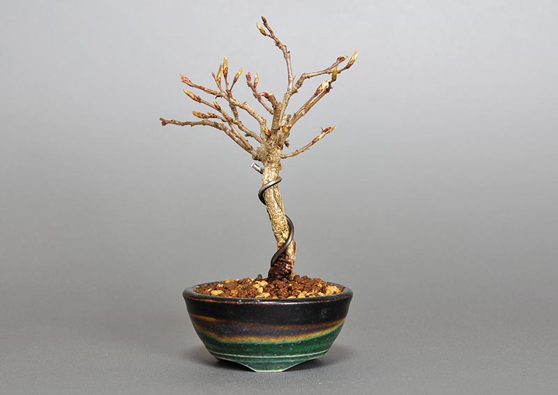 イワシデ-U1（いわしで・岩四手）雑木盆栽の販売と育て方・作り方・Carpinus turczaninovii Hance bonsai