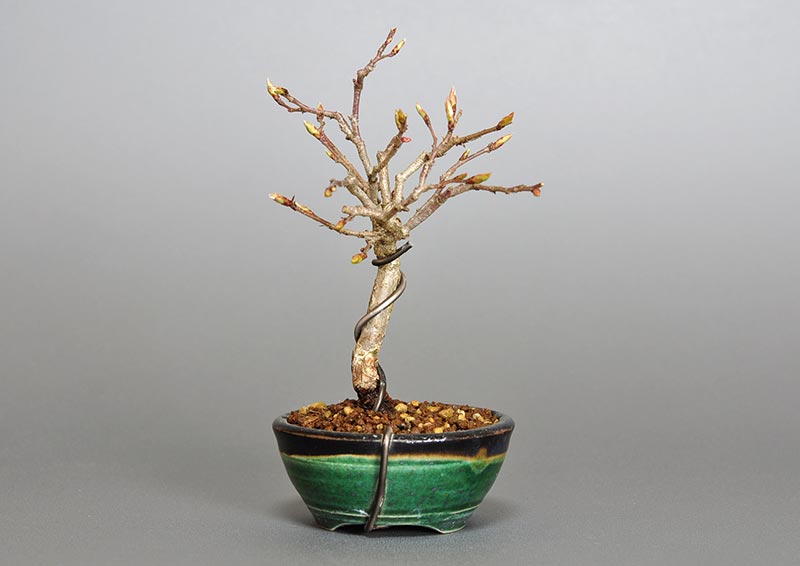 イワシデ-U1（いわしで・岩四手）雑木盆栽を裏側から見た景色・Carpinus turczaninovii Hance bonsai