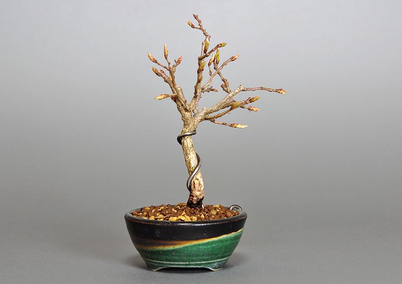 イワシデ-U1（いわしで・岩四手）雑木盆栽を右側から見た景色・Carpinus turczaninovii Hance bonsai