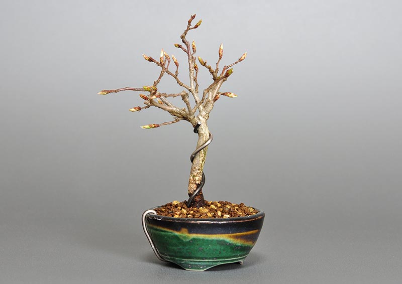 イワシデ-U1（いわしで・岩四手）雑木盆栽を左側から見た景色・Carpinus turczaninovii Hance bonsai