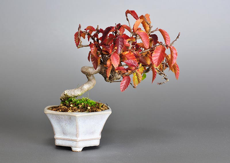 イワシデ-W1-1（いわしで・岩四手）雑木盆栽の販売と育て方・作り方・Carpinus turczaninovii Hance bonsai