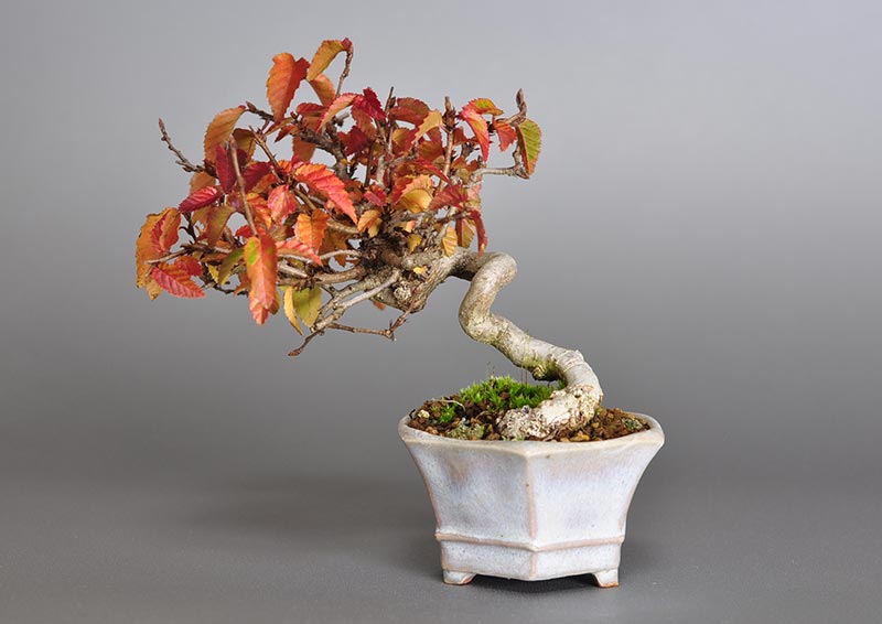 ミニ盆栽・イワシデ-W1-1（いわしで・岩四手）雑木盆栽を裏側から見た景色・Carpinus turczaninovii Hance bonsai