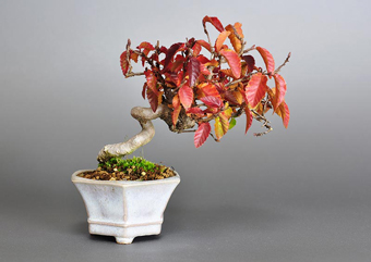 イワシデ-W1-1（いわしで・岩四手）盆栽の成長記録・Carpinus turczaninovii Hance bonsai