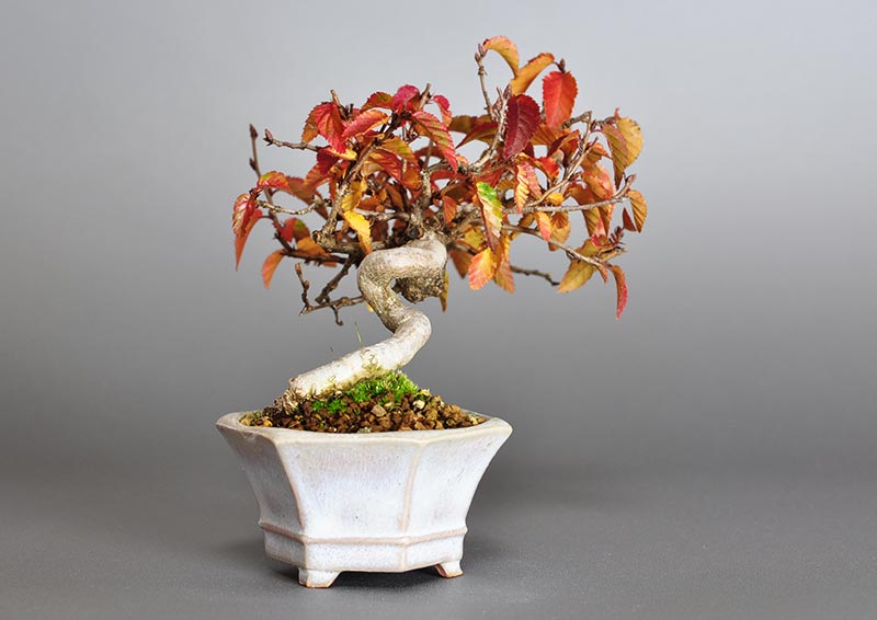 ミニ盆栽・イワシデ-W1-1（いわしで・岩四手）雑木盆栽を左側から見た景色・Carpinus turczaninovii Hance bonsai
