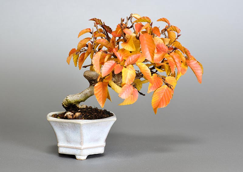 イワシデ-W1-2（いわしで・岩四手）雑木盆栽の販売と育て方・作り方・Carpinus turczaninovii Hance bonsai