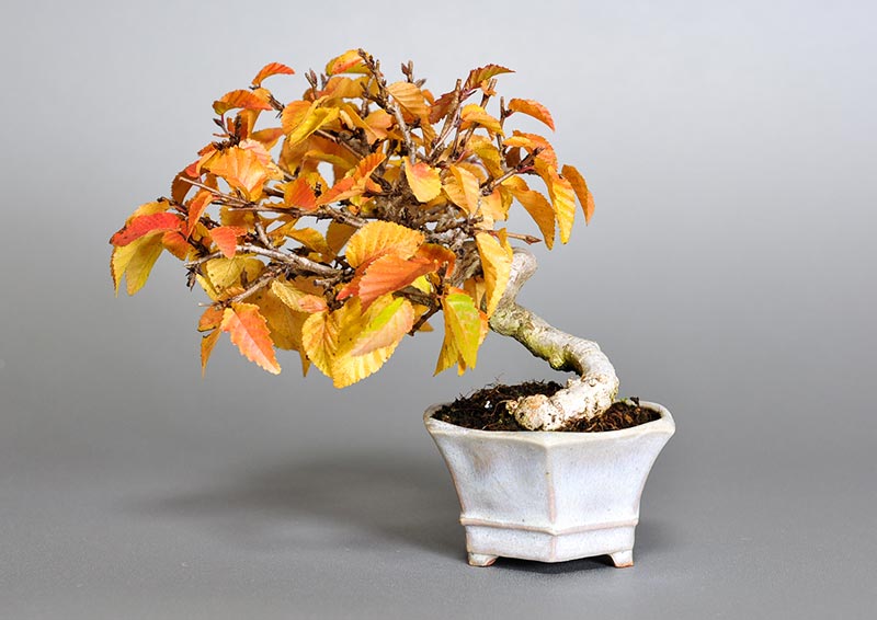 イワシデ-W1-2（いわしで・岩四手）雑木盆栽を裏側から見た景色・Carpinus turczaninovii Hance bonsai