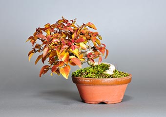 イワシデ-W1-3（いわしで・岩四手）盆栽の成長記録・Carpinus turczaninovii Hance bonsai