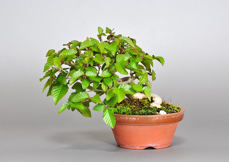 イワシデ-W1-4（いわしで・岩四手）雑木盆栽の販売と育て方・作り方・Carpinus turczaninovii Hance bonsai