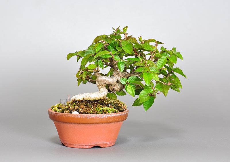 イワシデ-W1-4（いわしで・岩四手）雑木盆栽を裏側から見た景色・Carpinus turczaninovii Hance bonsai