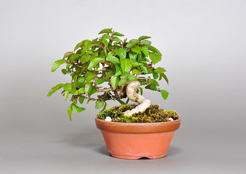 イワシデ-W1-4（いわしで・岩四手）雑木盆栽を右側から見た景色・Carpinus turczaninovii Hance bonsai