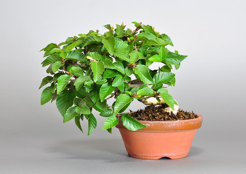 イワシデ-W1-5（いわしで・岩四手）雑木盆栽の販売と育て方・作り方・Carpinus turczaninovii Hance bonsai