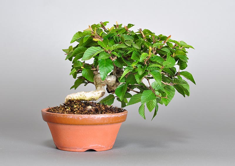 イワシデ-W1-5（いわしで・岩四手）雑木盆栽を裏側から見た景色・Carpinus turczaninovii Hance bonsai