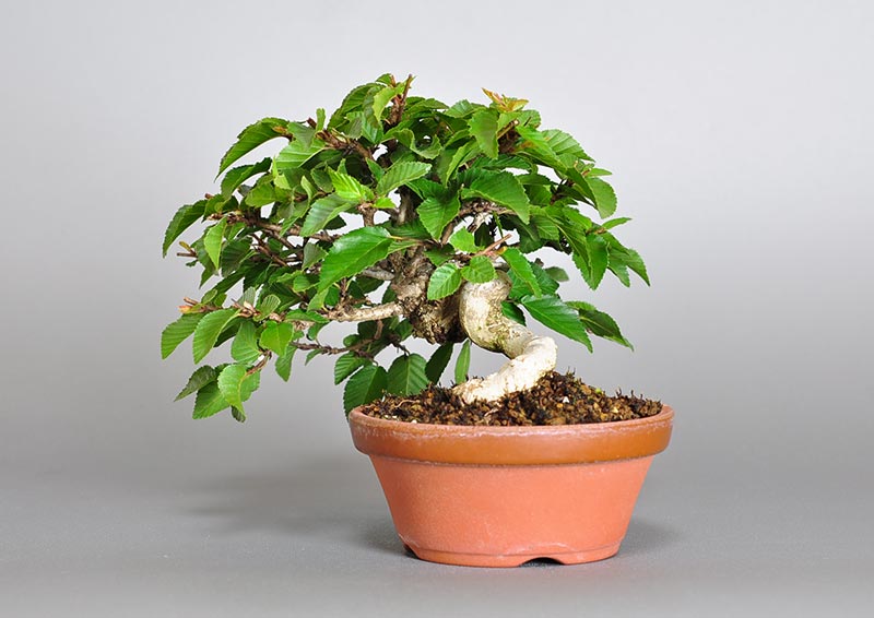 イワシデ-W1-5（いわしで・岩四手）雑木盆栽を右側から見た景色・Carpinus turczaninovii Hance bonsai