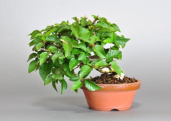 イワシデ-W1-5（いわしで・岩四手）盆栽の成長記録・Carpinus turczaninovii Hance bonsai