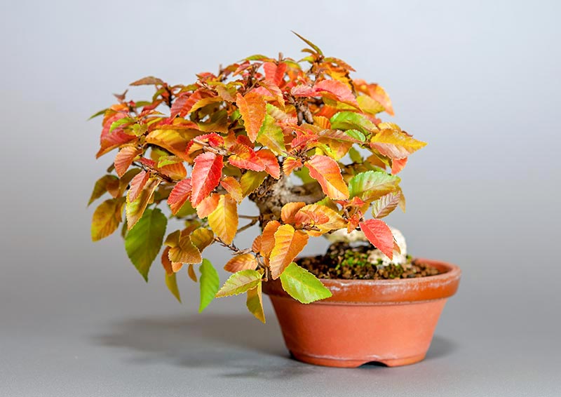 イワシデ-W1-6（いわしで・岩四手）雑木盆栽の販売と育て方・作り方・Carpinus turczaninovii Hance bonsai