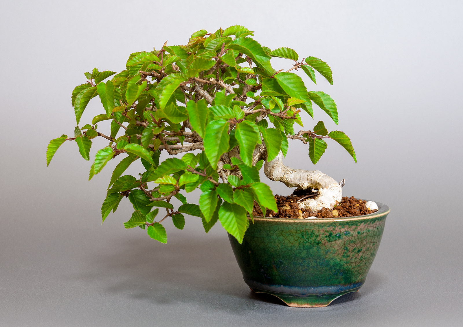 イワシデ-W1-7（いわしで・岩四手）雑木盆栽の販売と育て方・作り方・Carpinus turczaninovii Hance bonsai