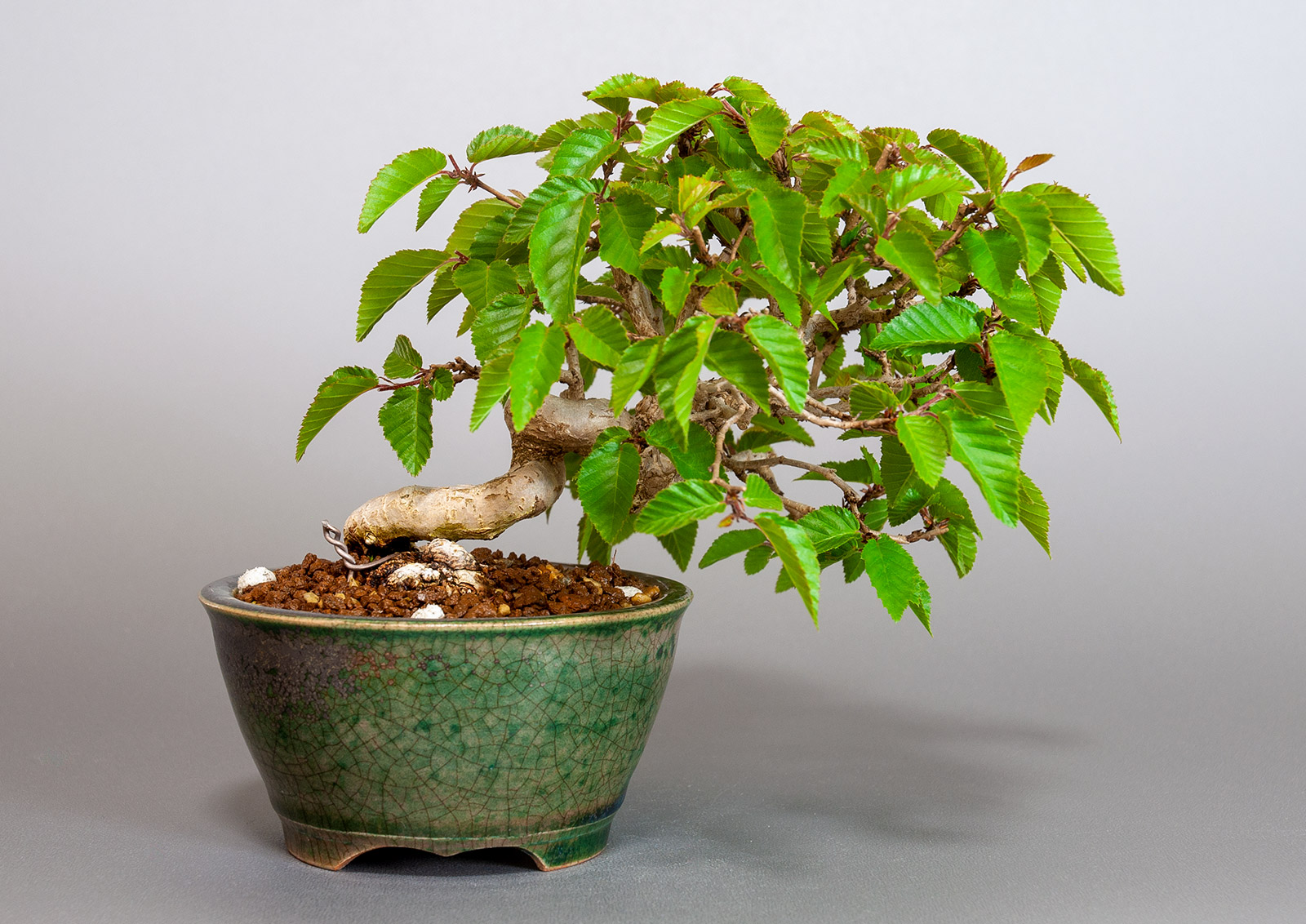 イワシデ-W1-7（いわしで・岩四手）雑木盆栽を裏側から見た景色・Carpinus turczaninovii Hance bonsai